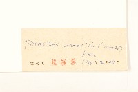 長白蜂斗菜藏品圖，第3張