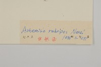 紅足蒿藏品圖，第3張