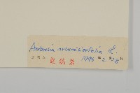 豬草、瘤果菊藏品圖，第3張