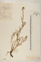 線葉菊藏品圖，第1張