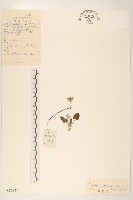 大丁草藏品圖，第1張