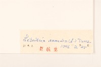 大丁草藏品圖，第3張