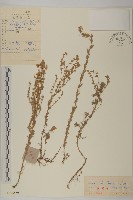 冷蒿藏品圖，第1張