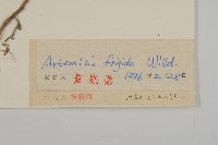 冷蒿藏品圖，第3張