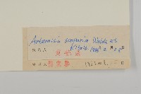 黃蒿藏品圖，第3張