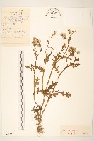 歐洲黃菀藏品圖，第1張