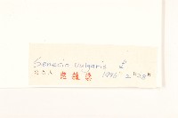 歐洲黃菀藏品圖，第3張