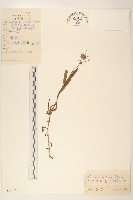 西伯利亞山萵苣藏品圖，第1張