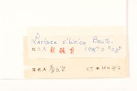 西伯利亞山萵苣藏品圖，第3張