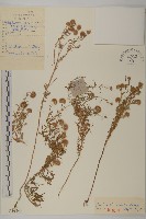 短星菊藏品圖，第1張