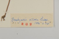 短星菊藏品圖，第3張