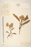 草地風毛菊藏品圖，第1張