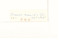 草地風毛菊藏品圖，第3張