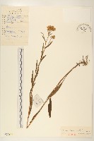 線葉旋覆花藏品圖，第1張