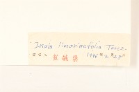 線葉旋覆花藏品圖，第3張