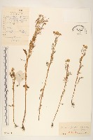 三肋果藏品圖，第1張