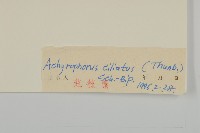 貓兒菊藏品圖，第3張