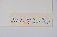 紫斑風鈴草藏品圖，第2張