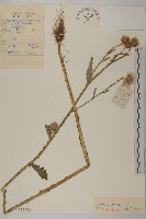 飛廉藏品圖，第1張