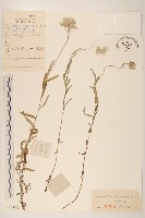 火絨草藏品圖，第1張