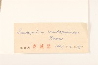 火絨草藏品圖，第3張