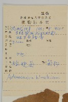 腺梗菜藏品圖，第2張