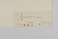 小花鬼針草藏品圖，第3張
