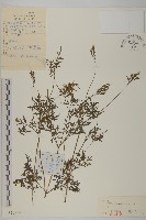 小花鬼針草藏品圖，第1張