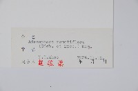 薄葉薺苨藏品圖，第2張