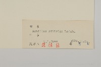 西伯利亞蓍藏品圖，第3張