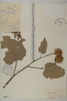 牛蒡藏品圖，第1張