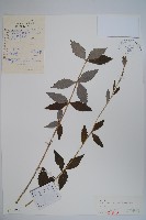 桔梗藏品圖，第1張