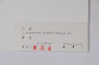 桔梗藏品圖，第2張