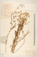 東北三肋果藏品圖，第1張