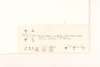 東北三肋果藏品圖，第3張