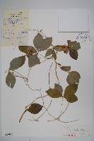 羊乳、四葉參藏品圖，第1張