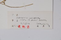 羊乳、四葉參藏品圖，第2張