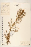 三肋果藏品圖，第1張