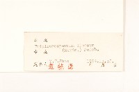 三肋果藏品圖，第3張