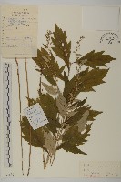 寬葉山蒿藏品圖，第1張