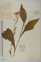 紫菀藏品圖，第1張