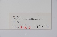 桔梗藏品圖，第2張