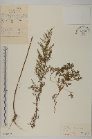 南牡蒿藏品圖，第1張