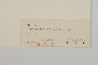 南牡蒿藏品圖，第3張