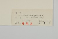 線葉蒿藏品圖，第3張