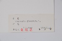 聚花風鈴草藏品圖，第2張