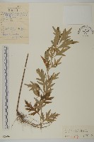 朝鮮艾蒿藏品圖，第1張