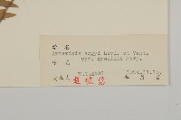 朝鮮艾蒿藏品圖，第3張