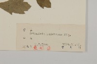 庵蒿藏品圖，第3張