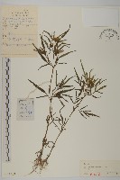 羽葉鬼針草藏品圖，第1張